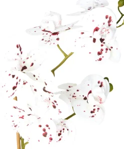 Blooming Marvellous White Speckled Orchid