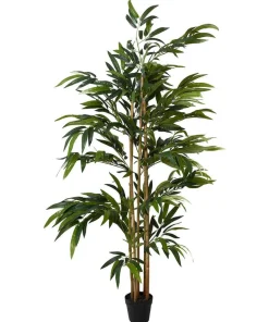 Brilliant Bamboo Plant