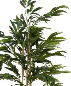 Brilliant Bamboo Plant