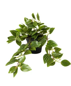 Gorgeous Green Tradescantia Zebrina Plant
