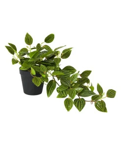 Gorgeous Green Tradescantia Zebrina Plant