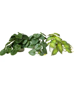 Luscious Greenery In Speckled Ceramic Pots
