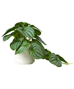 Luscious Greenery In Speckled Ceramic Pots