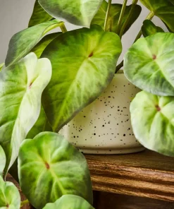 Luscious Greenery In Speckled Ceramic Pots