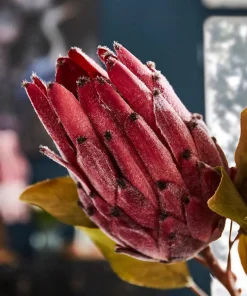 Pack Of 3 Pretty Protea Flower Stems