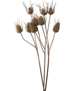 Set Of 3 Large Triple Teasle Plant Stems